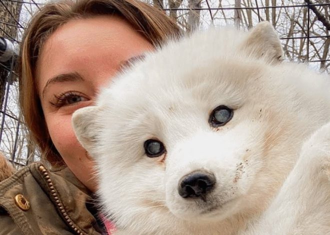 Woman Assists in the Rescue of an Elderly, Blind Arctic Fox Abandoned at a Dog Shelter