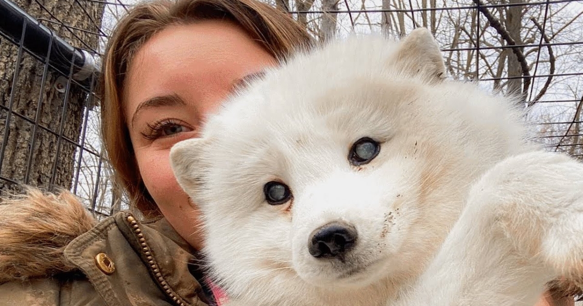 Woman Assists in the Rescue of an Elderly, Blind Arctic Fox Abandoned at a Dog Shelter