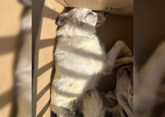 Woman Receives Package Containing a Lifeless Dog: A Shocking Twist in a Delivery Nightmare