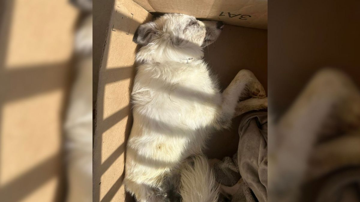 Woman Receives Package Containing a Lifeless Dog: A Shocking Twist in a Delivery Nightmare