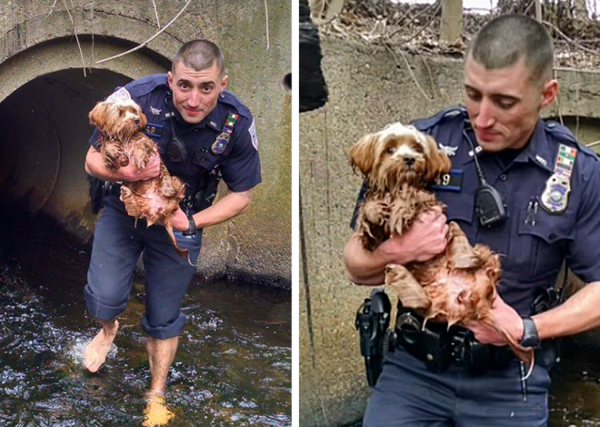 The Daring Rescue of a Terrified Puppy by a Police Officer in a Dark and Treacherous Tunnel