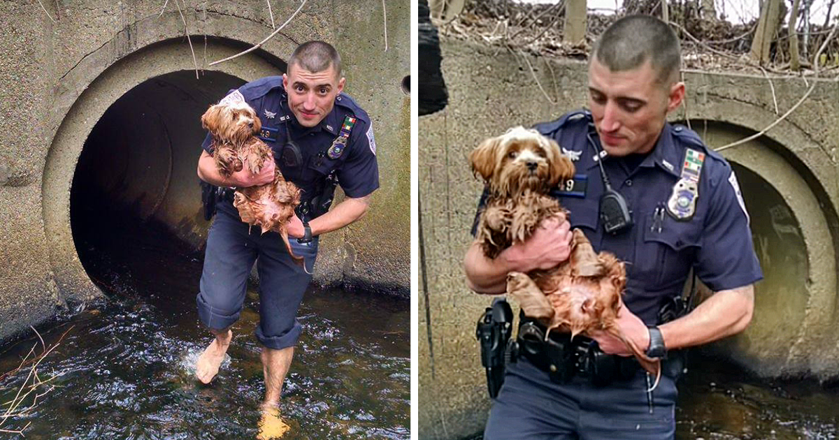 The Daring Rescue of a Terrified Puppy by a Police Officer in a Dark and Treacherous Tunnel