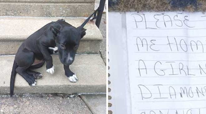 A neglected pet dog was left tethered to a railing with a pizza and a written note