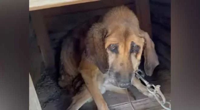 After 19 years of enduring a life of suffering, Elvis the dog finally experiences the sweet taste of freedom, having been released from a life of being chained