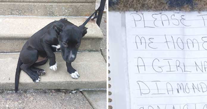 A neglected pet dog was left tethered to a railing with a pizza and a written note