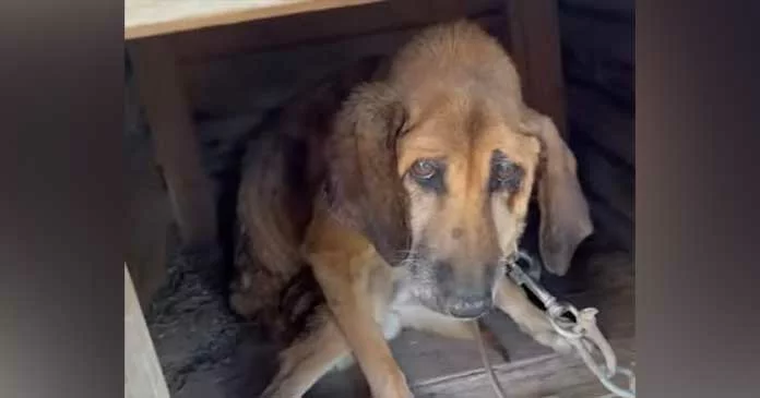 After 19 years of enduring a life of suffering, Elvis the dog finally experiences the sweet taste of freedom, having been released from a life of being chained