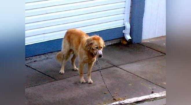 Abandoned Dog Gets a New Lease on Life Thanks to the Heroic Efforts of its Neighbors