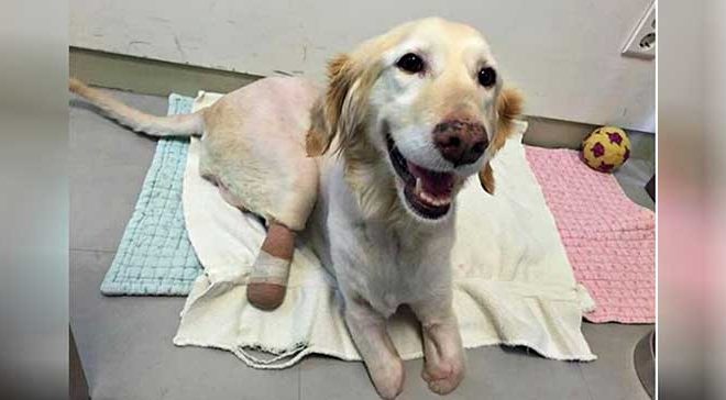 Abandoned Dog Rescued from Dumpster Finds a Loving and Caring Forever Home