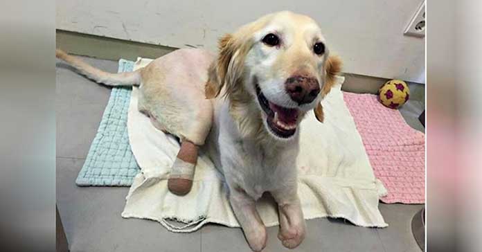 Abandoned Dog Rescued from Dumpster Finds a Loving and Caring Forever Home