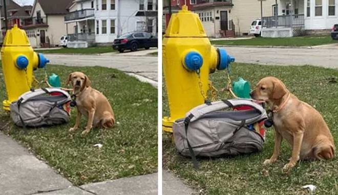 Dog Abandoned and Chained to Fire Hydrant After Previous Owners Could No Longer Care for Her