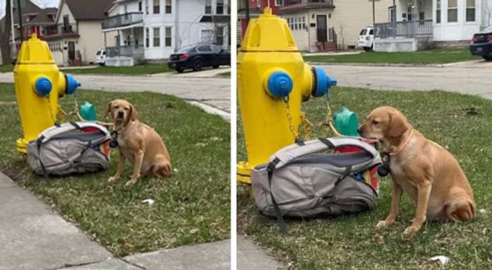 Dog Abandoned and Chained to Fire Hydrant After Previous Owners Could No Longer Care for Her