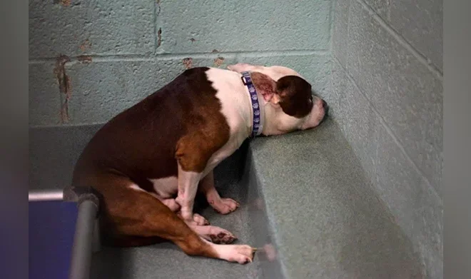 Heartbroken Dog Withdraws in Shelter After Being Abandoned by His Family