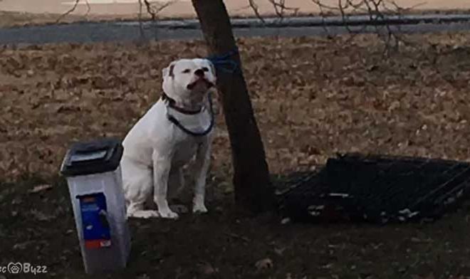 On a cold day, a woman finds a dog in a park and discovers a mysterious note beside him