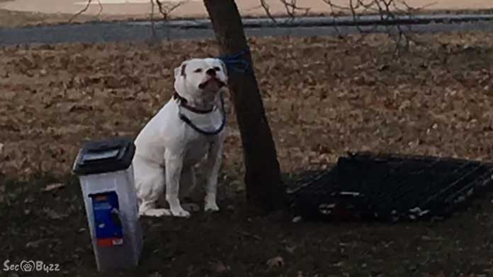 On a cold day, a woman finds a dog in a park and discovers a mysterious note beside him