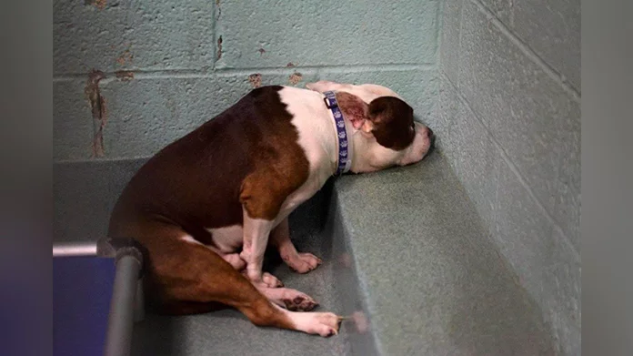 Heartbroken Dog Withdraws in Shelter After Being Abandoned by His Family