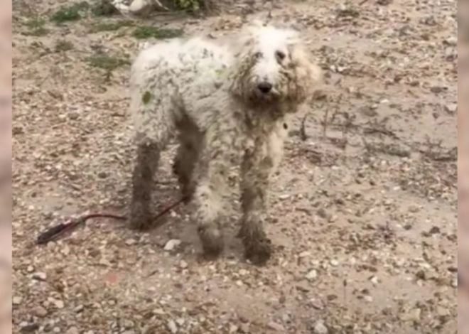 A Wounded Poodle Learns to Trust Once More and Receives an Incredible Reward from People