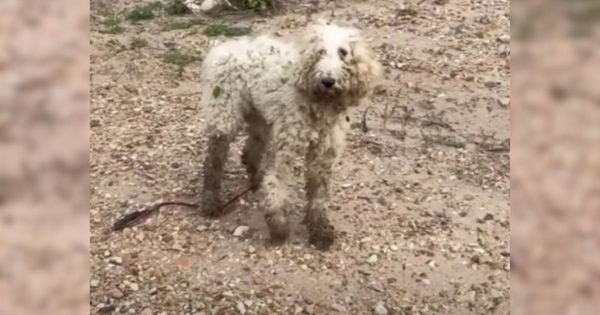 A Wounded Poodle Learns to Trust Once More and Receives an Incredible Reward from People