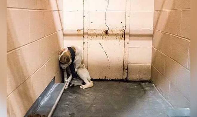 Abandoned Shelter Dog Terrified and Unable to Accept Comfort from Anyone