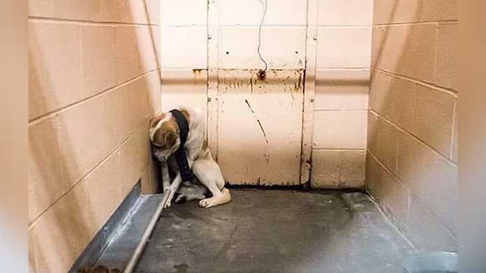 Abandoned Shelter Dog Terrified and Unable to Accept Comfort from Anyone