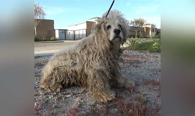 A Dog Survives for Seven Months in the Desert, Miraculously Enduring Despite Being Entangled in Barbed Wire