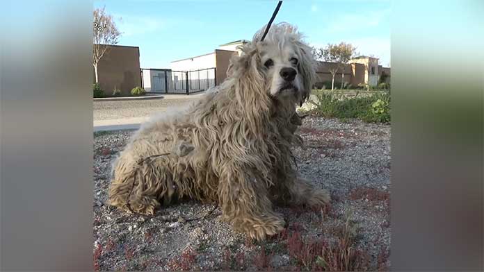 A Dog Survives for Seven Months in the Desert, Miraculously Enduring Despite Being Entangled in Barbed Wire