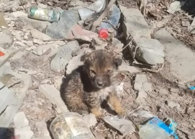 Puppy Abandoned Heartlessly in Landfill Survives by Living in a Cardboard Box and Eating Trash