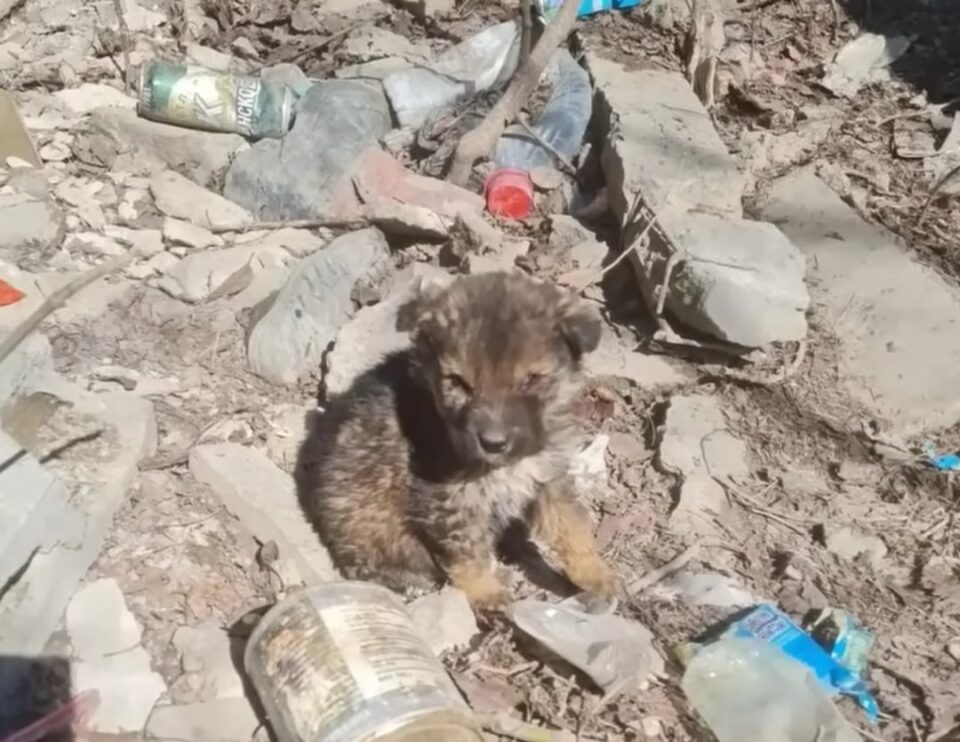 Puppy Abandoned Heartlessly in Landfill Survives by Living in a Cardboard Box and Eating Trash