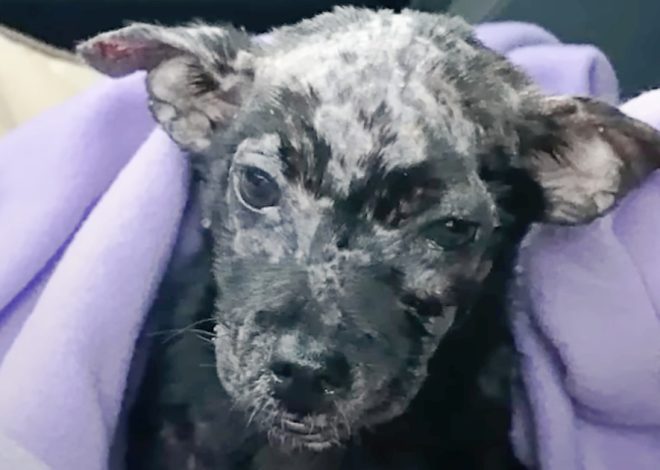 A man placed his blistered puppy in a box and left her on the shelter’s doorstep.