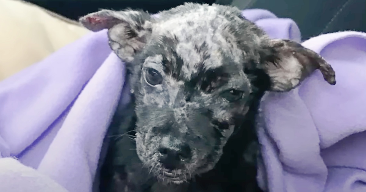 A man placed his blistered puppy in a box and left her on the shelter’s doorstep.