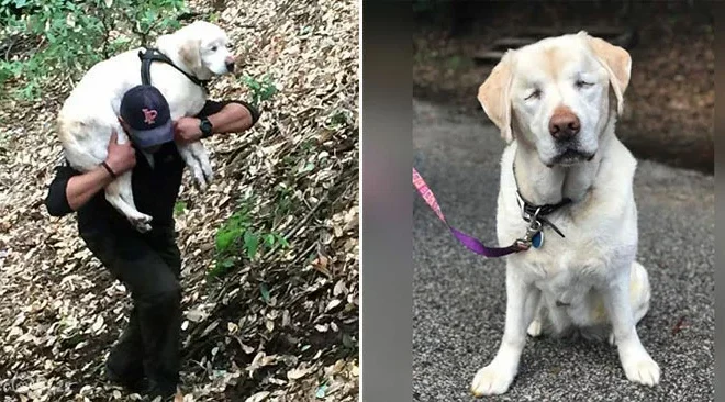 Courageous Blind Labrador Rescued After Enduring a Week Alone in the Mountains