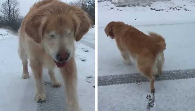 Heartwarming Moment: Rescued Blind Dog Encounters the Magic of Snow for the First Time