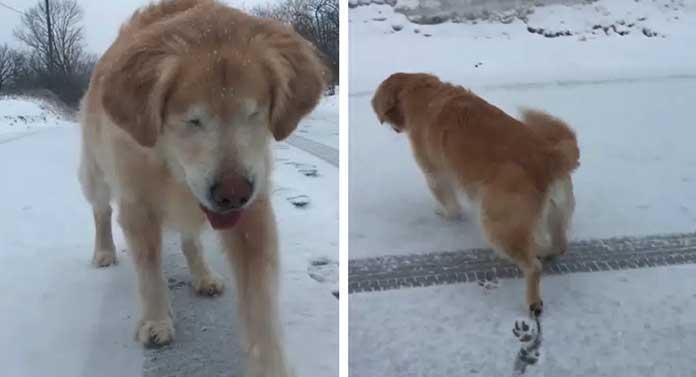 Heartwarming Moment: Rescued Blind Dog Encounters the Magic of Snow for the First Time