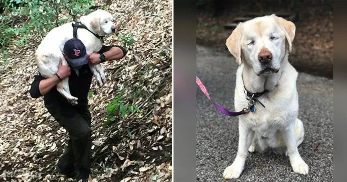 Courageous Blind Labrador Rescued After Enduring a Week Alone in the Mountains