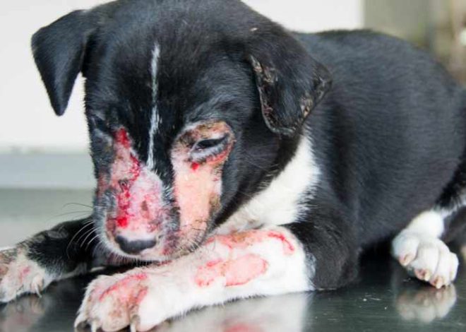 Six-week-old puppy saved after being heartlessly doused in hot oil