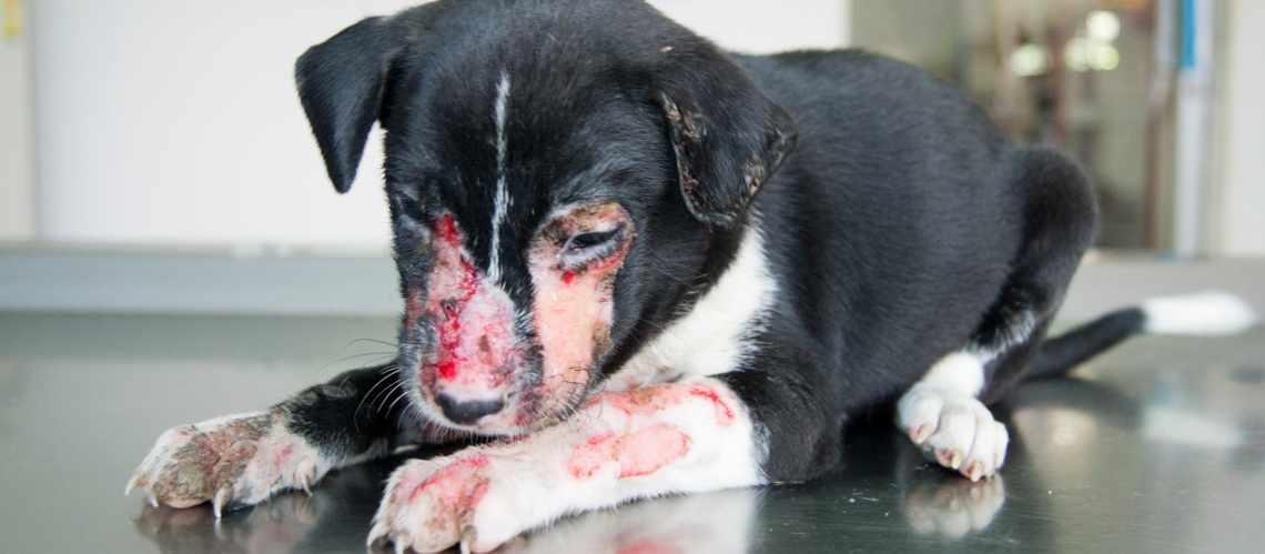 Six-week-old puppy saved after being heartlessly doused in hot oil