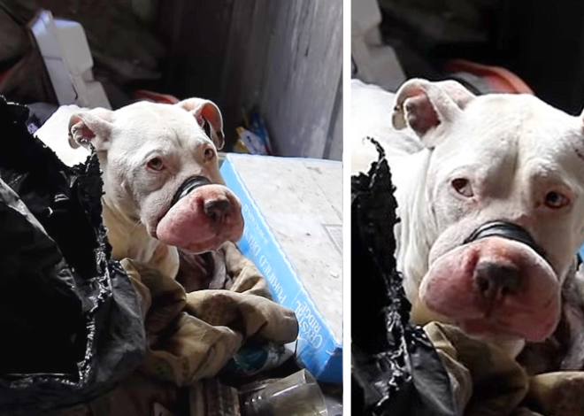 Unveiling Compassion: Behind-the-Scenes Footage Captures the Heroic and Heartwarming Rescue of Bait Dogs