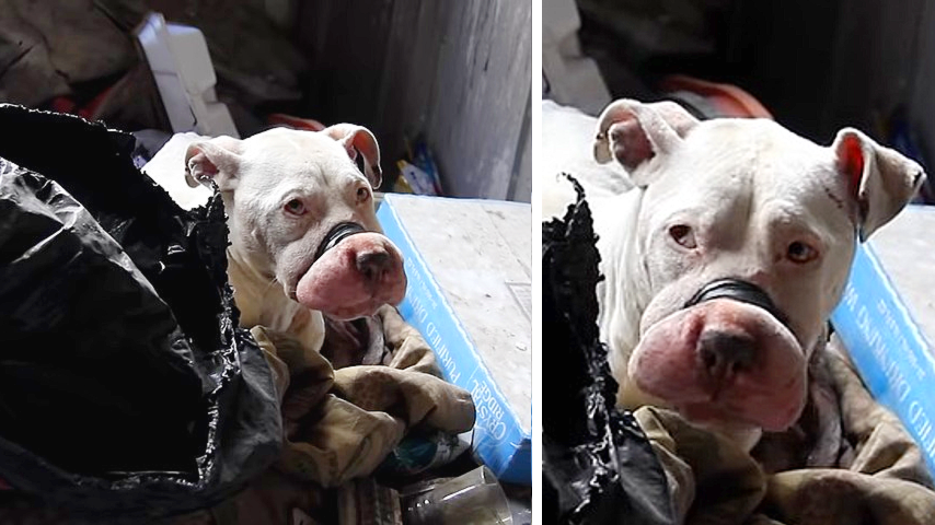 Unveiling Compassion: Behind-the-Scenes Footage Captures the Heroic and Heartwarming Rescue of Bait Dogs