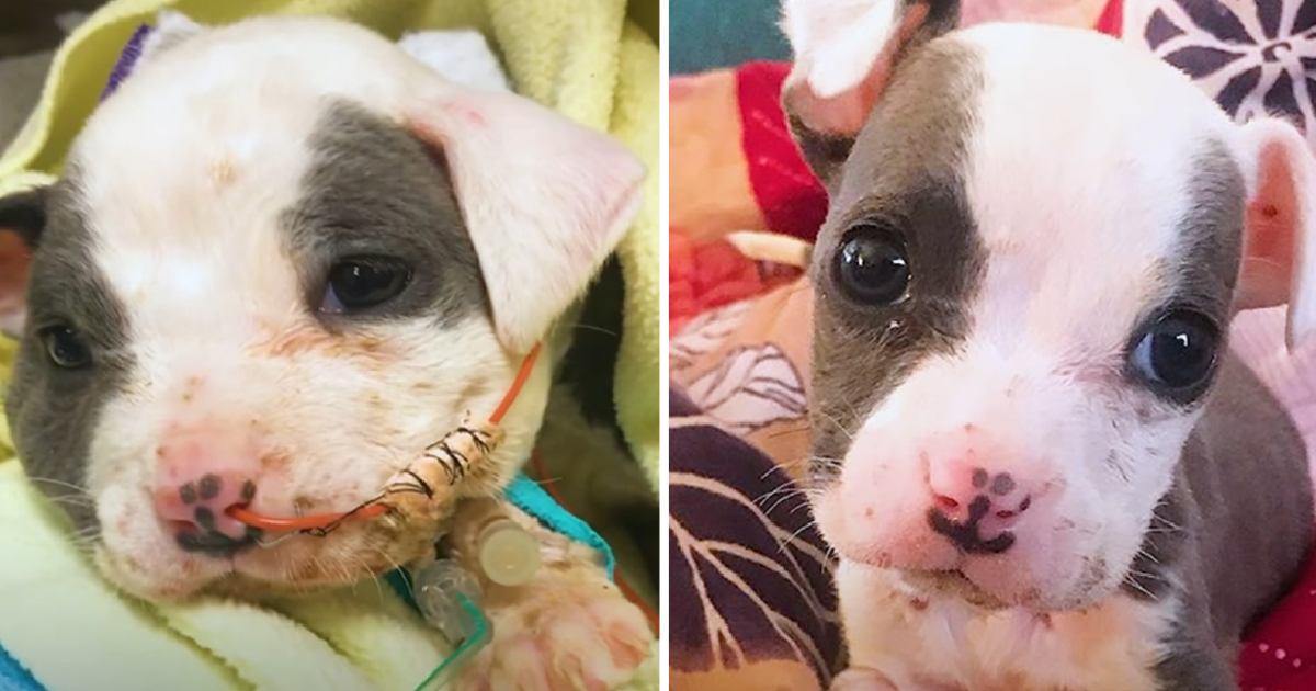 A once-adorable puppy rescued from a construction site has blossomed into a magnificent dog, winning the hearts of everyone who has witnessed his incredible transformation