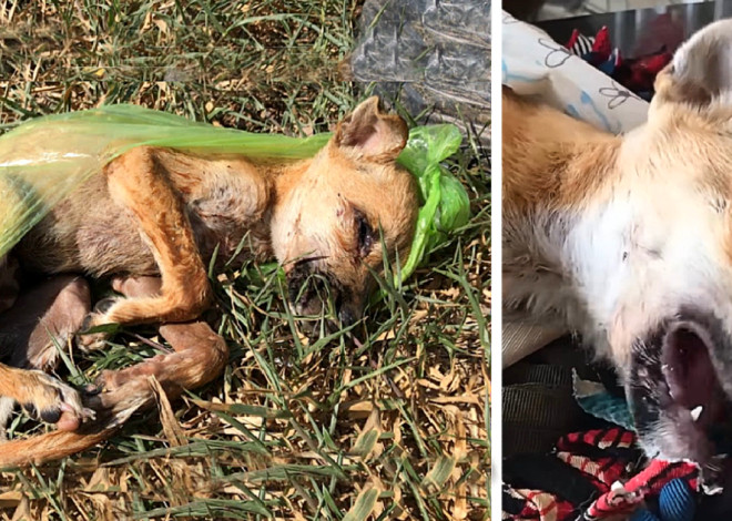 Heartless Act: Innocent Puppy Callously Discarded Into Trash by Cruel Owner