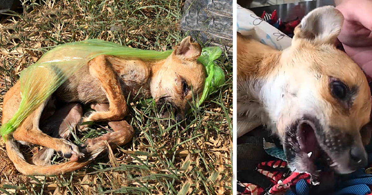 Heartless Act: Innocent Puppy Callously Discarded Into Trash by Cruel Owner