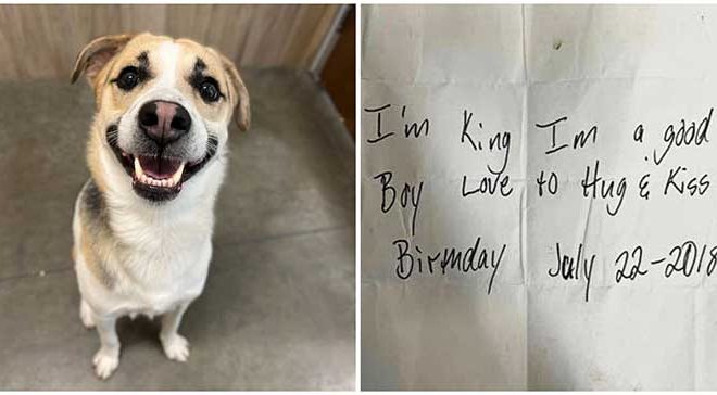 A dog named King was discovered abandoned at a Burger King restaurant. A heartbreaking note was fastened to his collar that read: “I’m a good boy.”