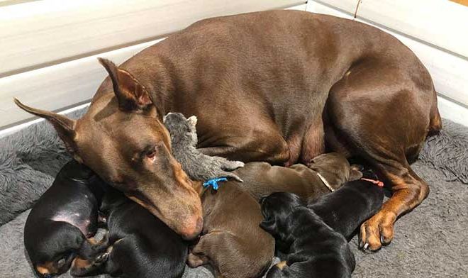 Doberman Mother Nurses Tiny Abandoned Kitten Alongside Her Puppies – A Heartwarming Story