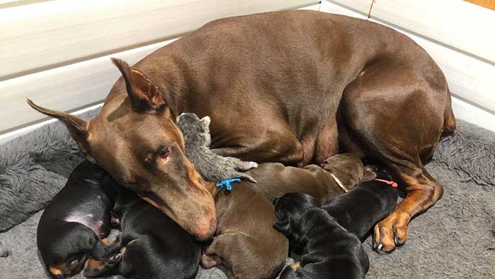 Doberman Mother Nurses Tiny Abandoned Kitten Alongside Her Puppies – A Heartwarming Story