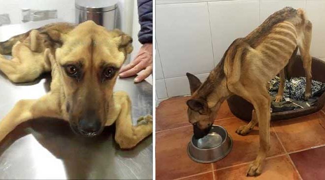 Starving Stray Dog, Once Too Weak to Stand, Experiences a Remarkable Transformation After Being Rescued