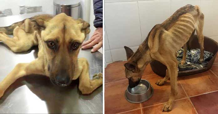 Starving Stray Dog, Once Too Weak to Stand, Experiences a Remarkable Transformation After Being Rescued