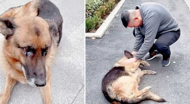 A Heartwarming Reunion: Retired Police Dog Reunites with Former Handler After Many Years Apart