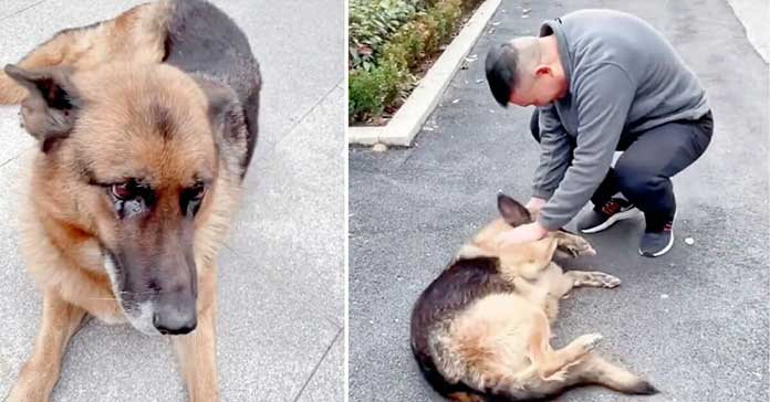 A Heartwarming Reunion: Retired Police Dog Reunites with Former Handler After Many Years Apart