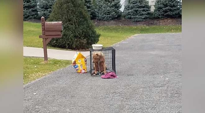 Woman Shares Photos of Abandoned Dog on Street with Bowl of Food, Volunteers Ensure His Well-being