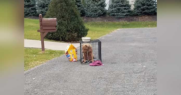 Woman Shares Photos of Abandoned Dog on Street with Bowl of Food, Volunteers Ensure His Well-being