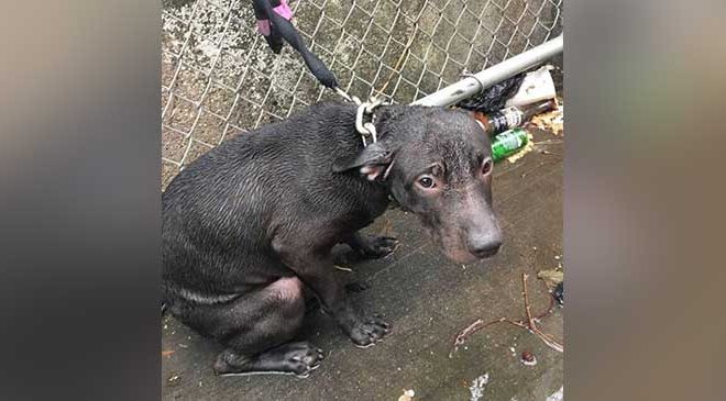 Officer Rescues Dog Abandoned in the Rain and Welcomes Him into a Loving Home